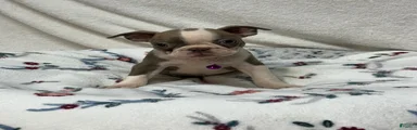 Dee