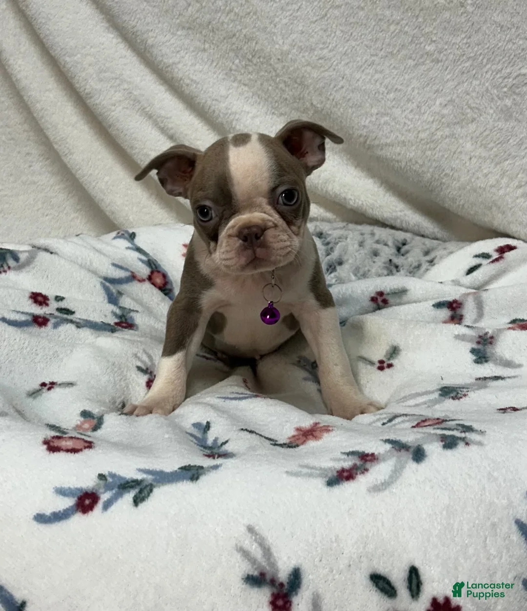 Boston Terrier dogs for sale: Dee - Ad 1