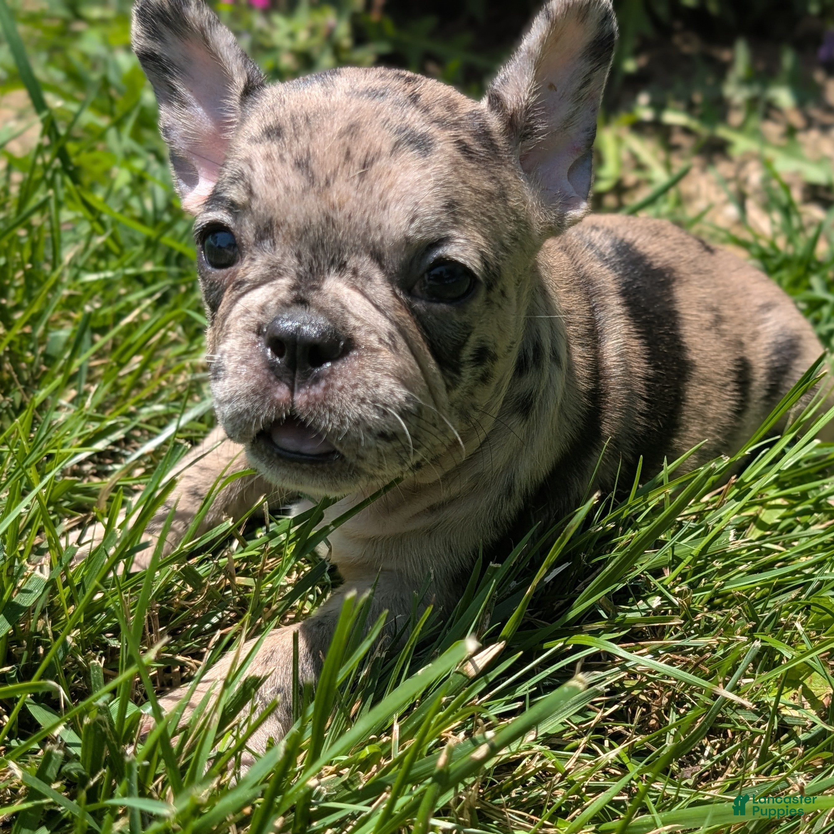 French Bulldog dogs French Dressing - Ad 1