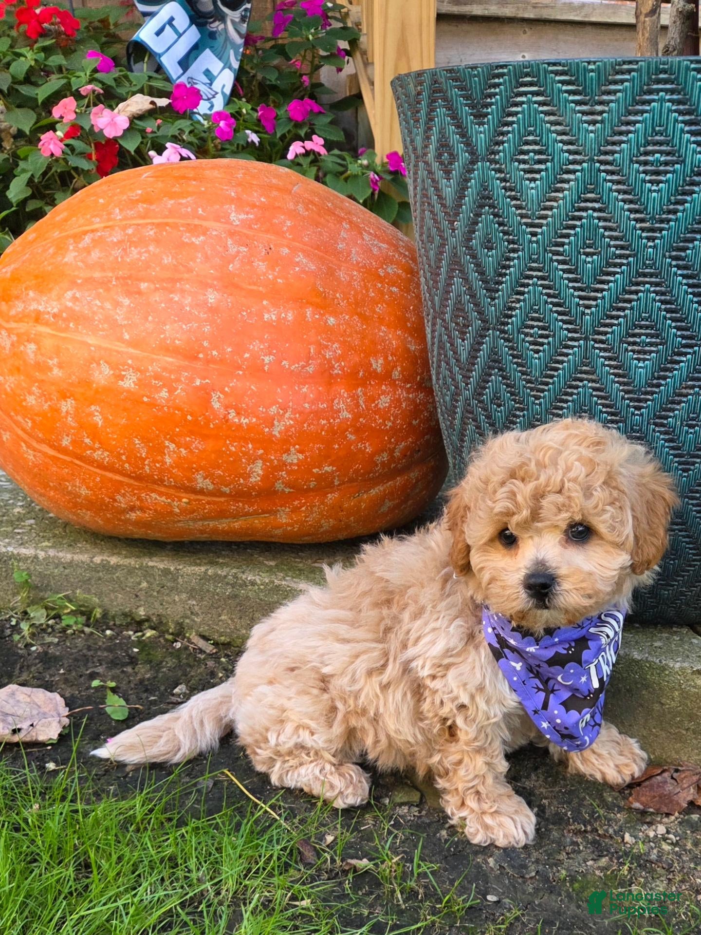 Shihpoo dogs for sale: Waffles  - Ad 2