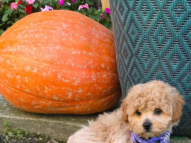 Shihpoo dogs for sale: Waffles - Ad 2