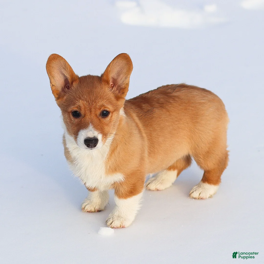Welsh Corgi Pembroke dogs for sale: Kallie Welsh Corgi Pembroke Puppy - Ad 5