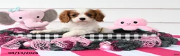 Cavalier King Charles Spaniel dogs for sale: Natasha - Ad 1