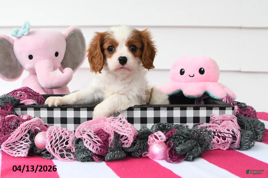 Cavalier King Charles Spaniel dogs for sale: Natasha - Ad 1