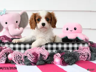 Cavalier King Charles Spaniel dogs for sale: Natasha - Ad 1