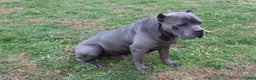 Cane Corso dogs for sale: Bradley  - Ad 16