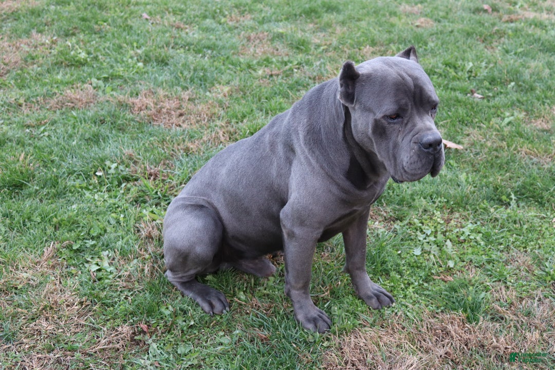 Cane Corso dogs for sale: Bradley  - Ad 16