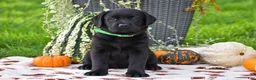 Labrador Retriever dogs for sale: Caleb - Ad 2