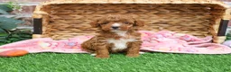 Miniature Poodle dogs for sale: Rebekka  - Ad 15