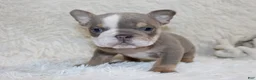English Bulldog dogs for sale: Indi Rose - Ad 4