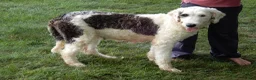 Sheepadoodle dogs for sale: Barney-MEDIUM - Ad 7