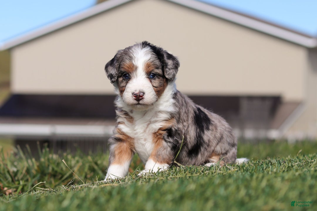 Mini Bernedoodle dogs for sale: Candy - Ad 7