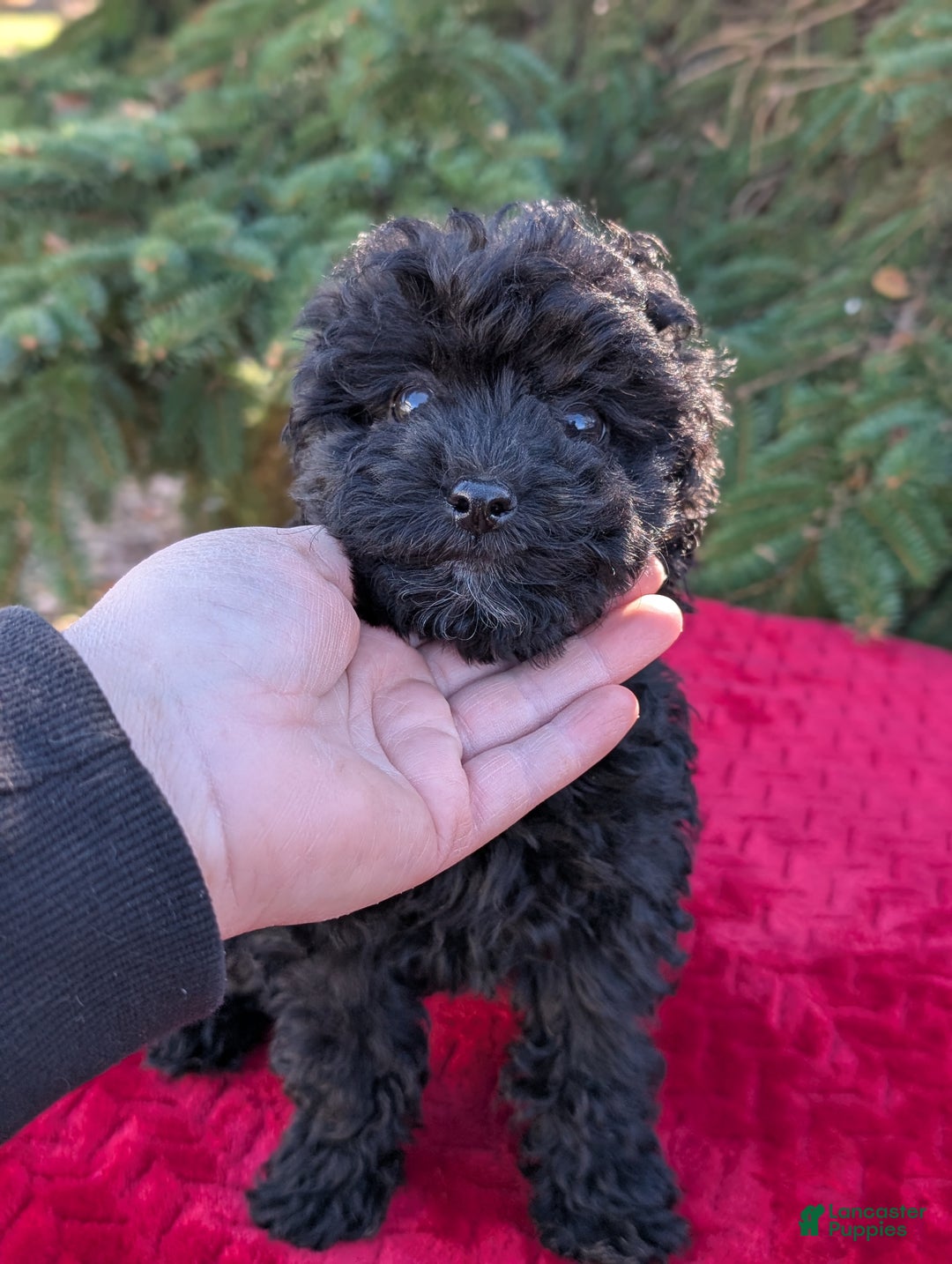 Shihpoo dogs for sale: Willow  - Ad 5