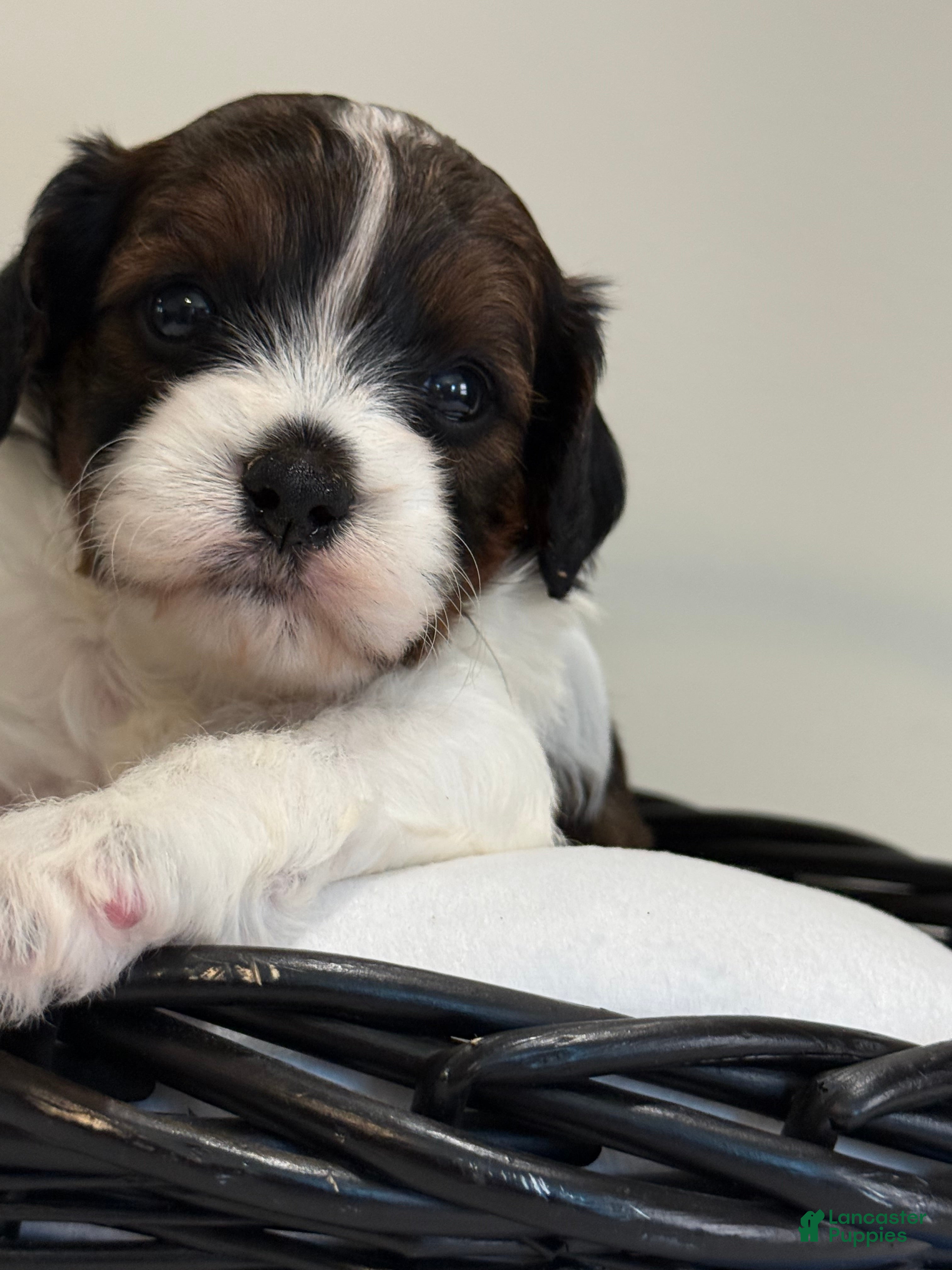 Cavapoo dogs Blueberry Cavapoo  - Ad 2
