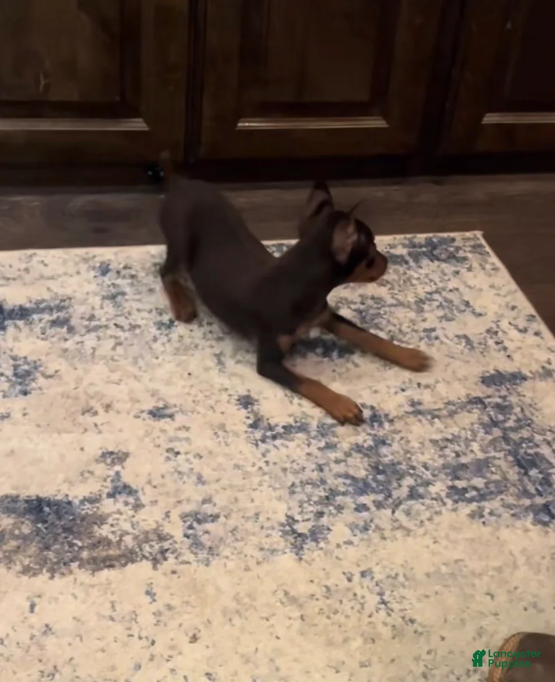 Miniature Pinscher dogs for sale: Miniature Pinscher Puppy 2 - Ad 3