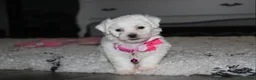 Bichon Frise dogs for sale: 🩷Jasmine🩷  - Ad 4