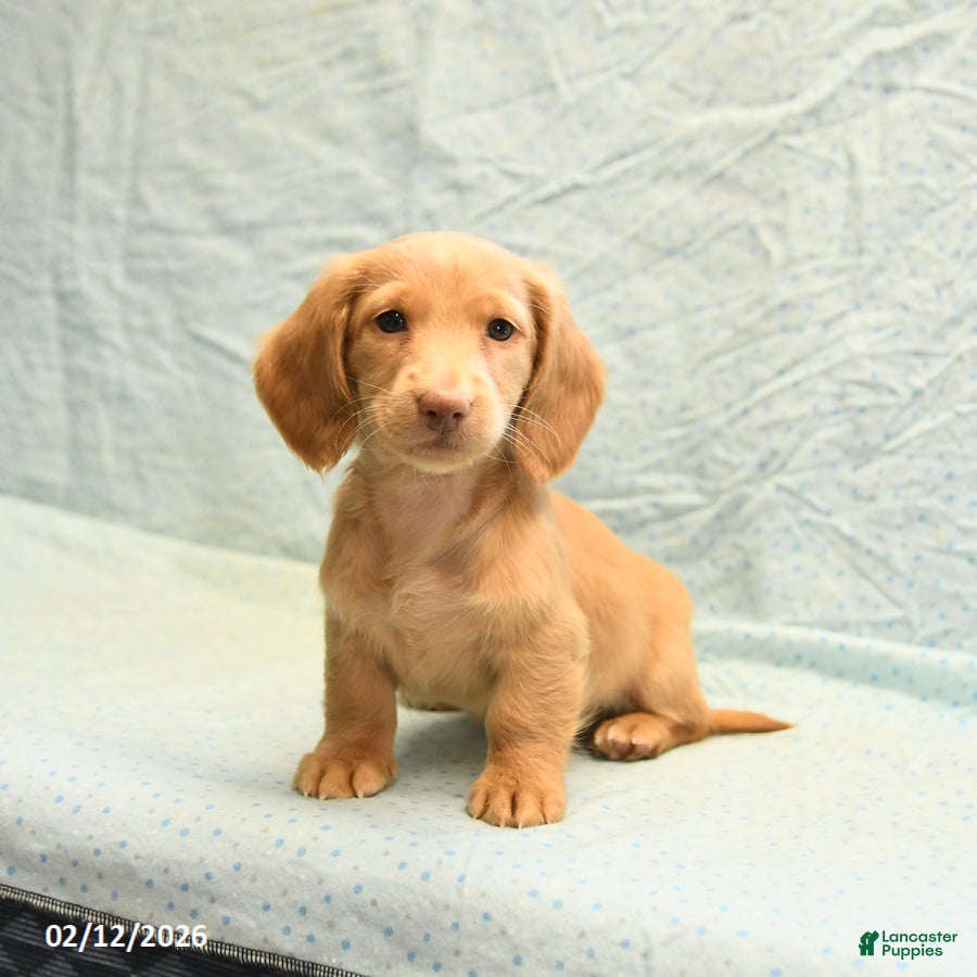 Dachshund dogs Lee - Ad 1