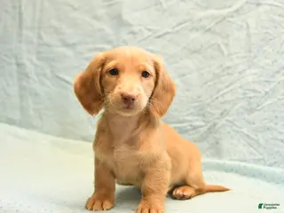 Dachshund dogs Lee - Ad 1