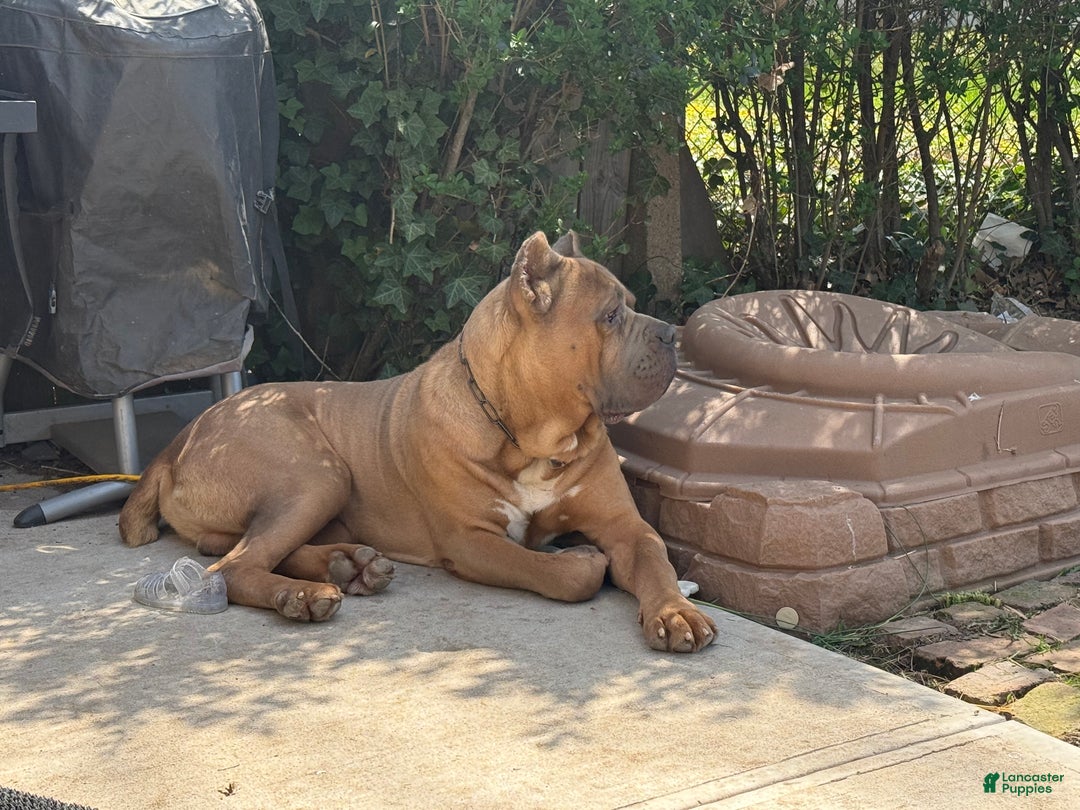 Cane Corso dogs for sale: Cash - Ad 6