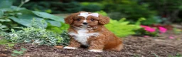 Cavapoo dogs for sale: Gracie - Ad 4