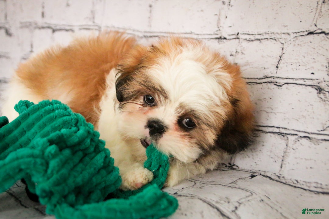 Shih Tzu dogs for sale: Bud - Ad 1