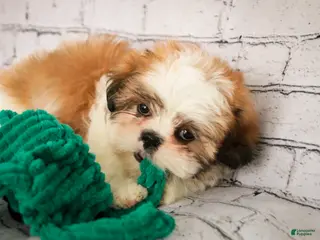 Shih Tzu dogs Bud - Ad 41