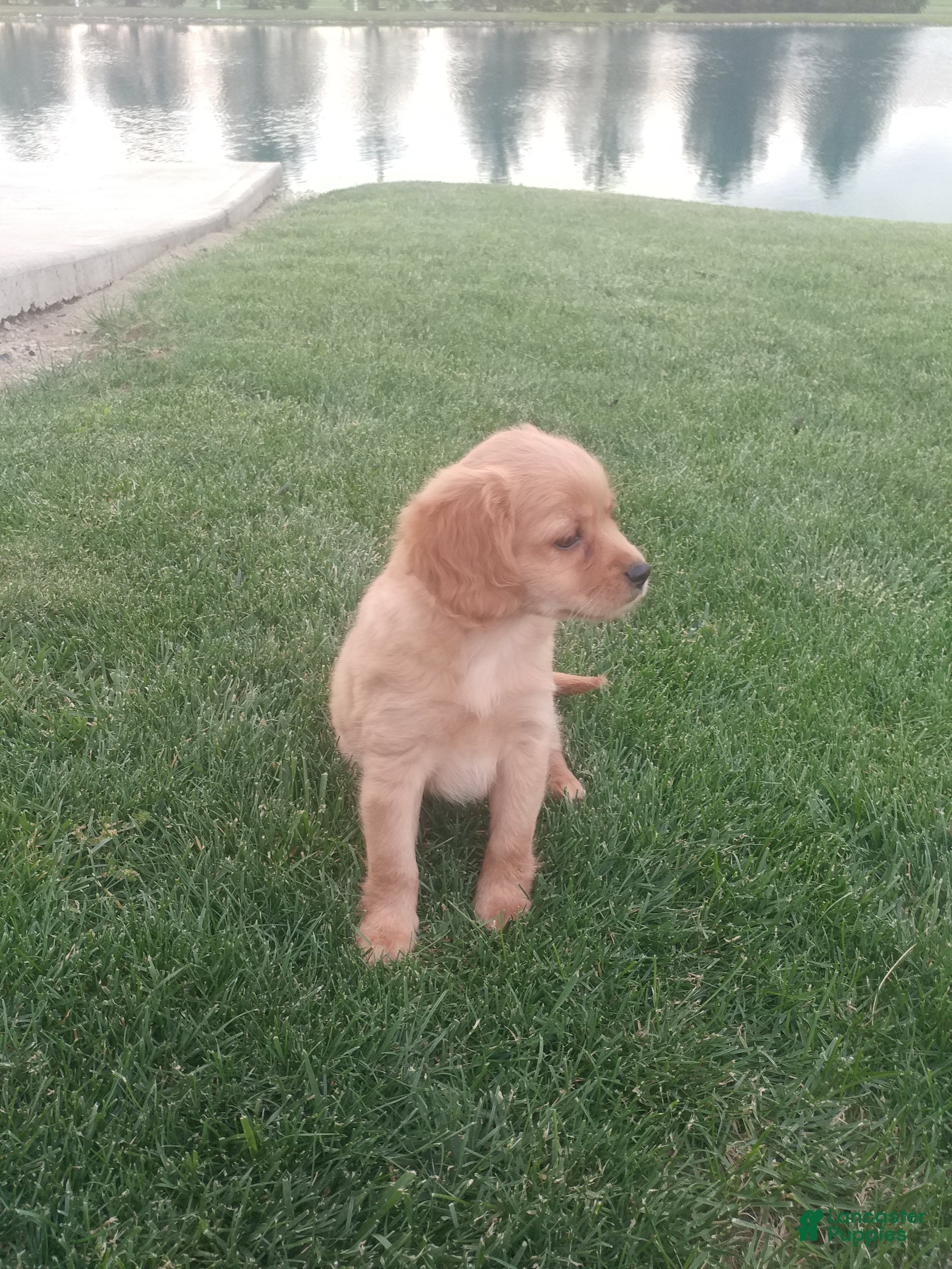 Mixed Breed dogs Kyle - Ad 2
