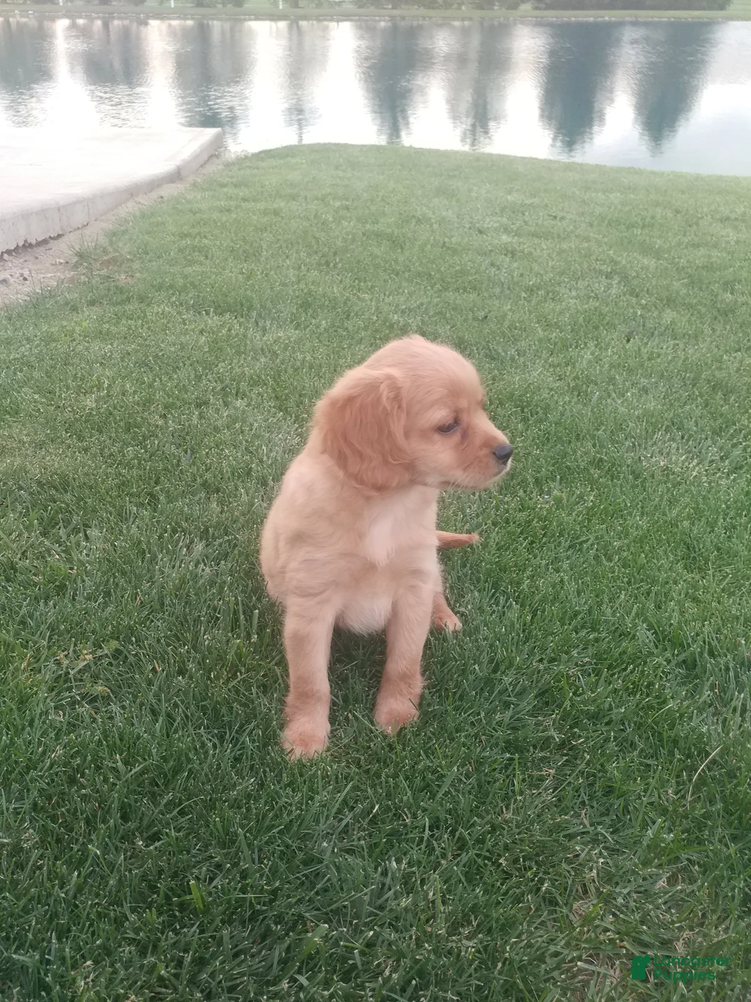 Mixed Breed dogs for sale: Kyle - Ad 2