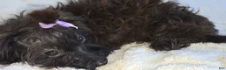 Yorkiepoo dogs for sale: Yorkiepoo Female 3-Month-Old ❤️ - Ad 28