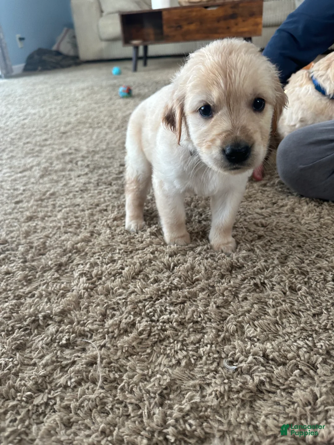 Golden Retriever dogs for sale: Buster - Ad 1