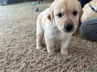 Golden Retriever dogs Buster - Ad 23