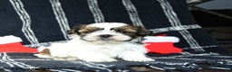 Shih Tzu dogs for sale: Orbit - Ad 1