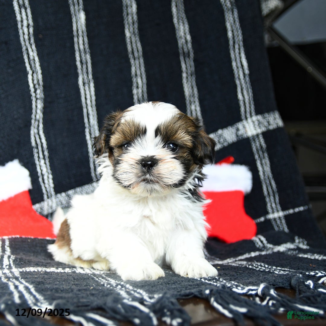 Shih Tzu dogs for sale: Orbit - Ad 1