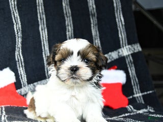 Shih Tzu dogs Orbit - Ad 40