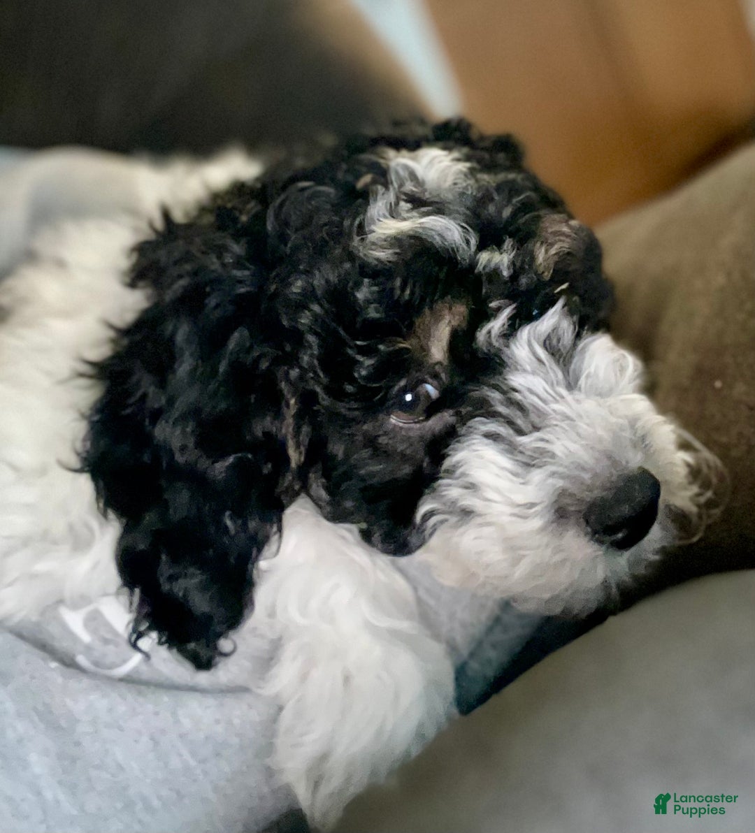 Mini Sheepadoodle dogs for sale: Red-Peppermint - Ad 21