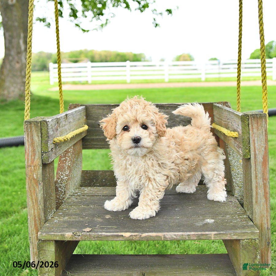 Mixed Breed dogs Kate - Ad 1