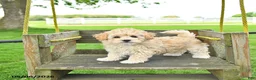 Mixed Breed dogs for sale: Kate - Ad 1