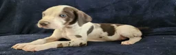 Catahoula Leopard Dog dogs for sale: Gabby F2025 M3 Catahoula puppy - Ad 12