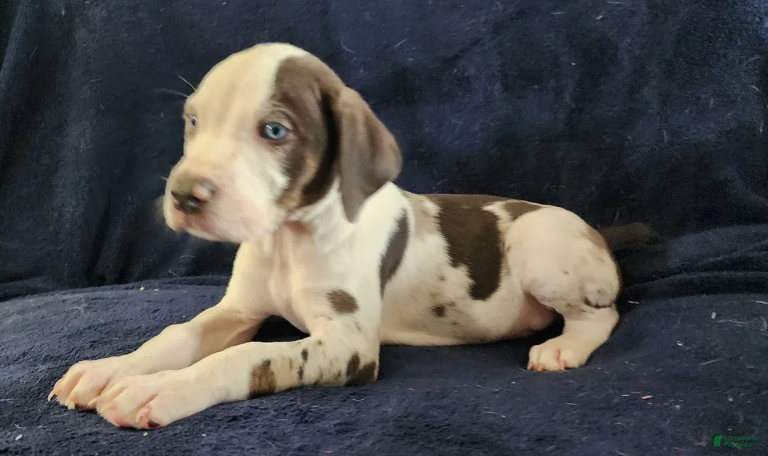 Catahoula Leopard Dog dogs for sale: Gabby F2025 M3 Catahoula puppy - Ad 12