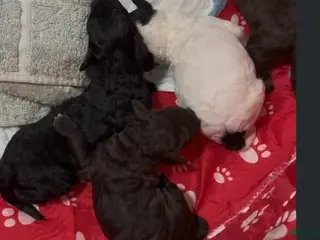 Standard Poodle dogs PARTI STANDARD POODLE - JUDY - Ad 21