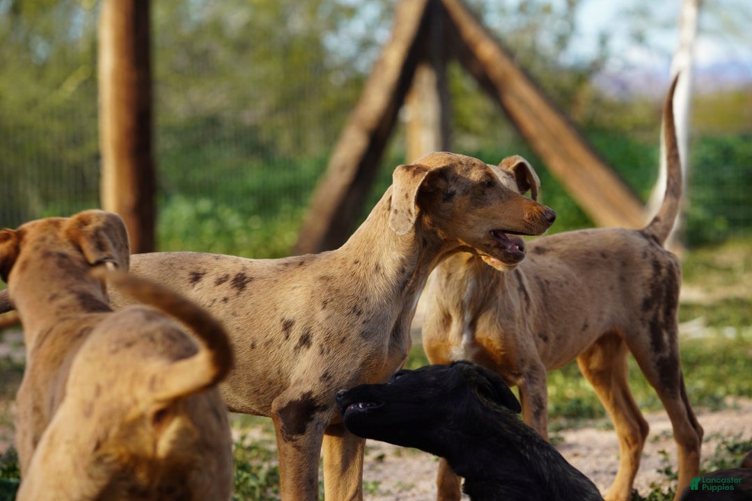 Mixed Breed dogs for sale: POL Lilac Fawn Merle F RT - Ad 15