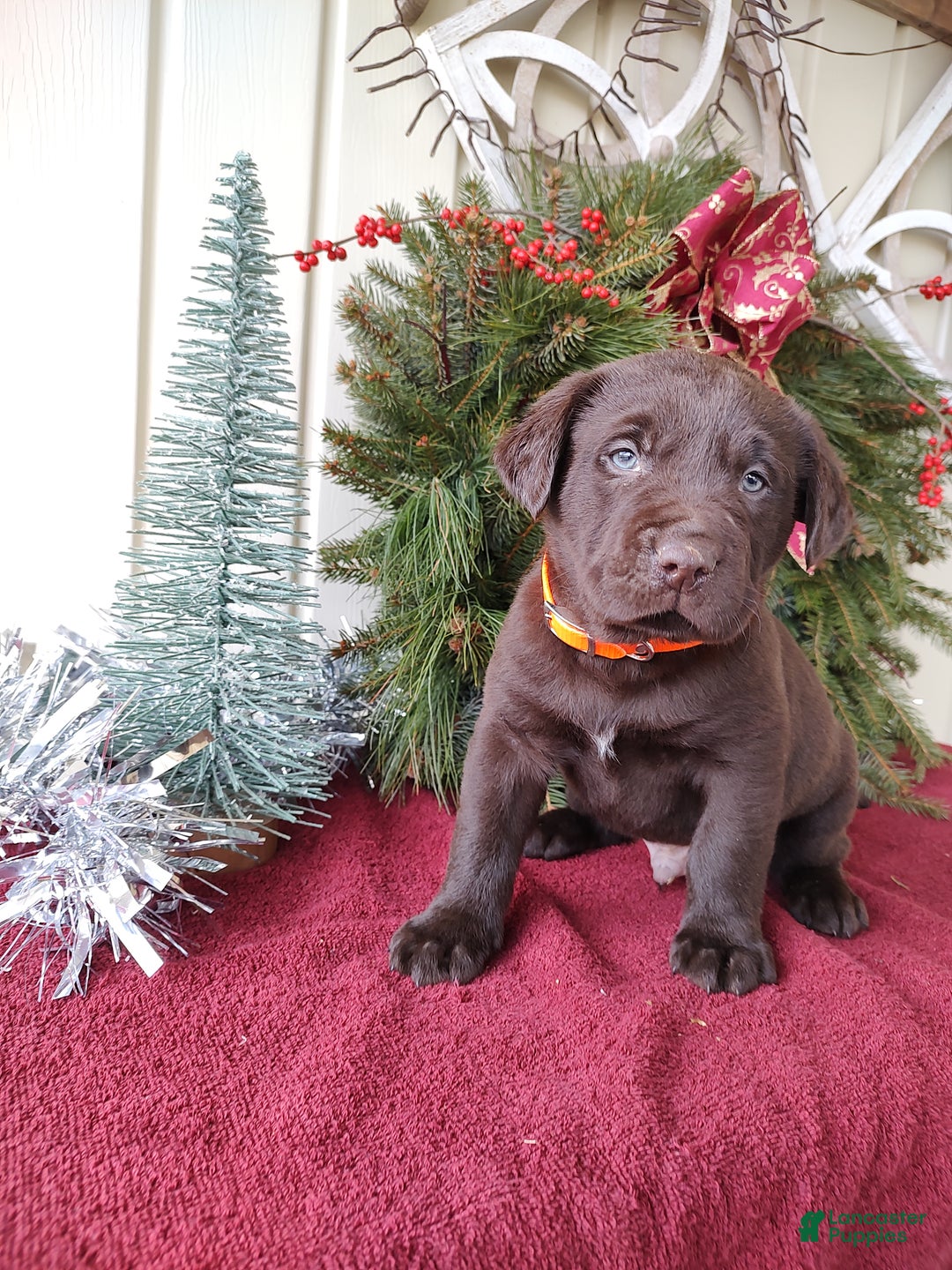 Labrador Retriever dogs for sale: MILO - Ad 5