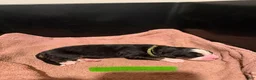 Bernese Mountain Dog dogs for sale: Green - Ad 16