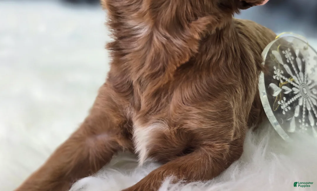 Cavapoo dogs for sale: Iceberg - Ad 6