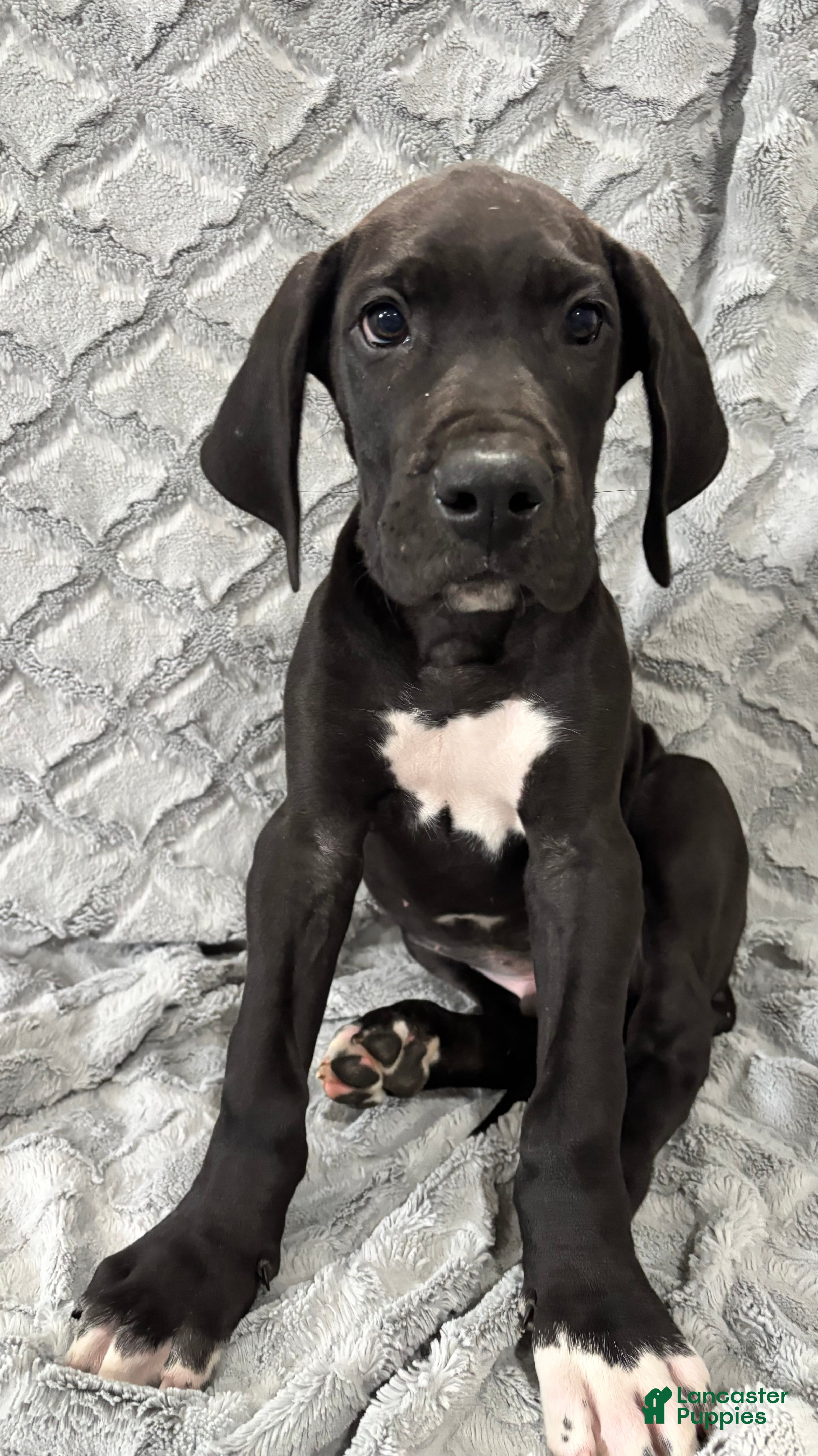 Great Dane dogs Bagheera - Ad 2