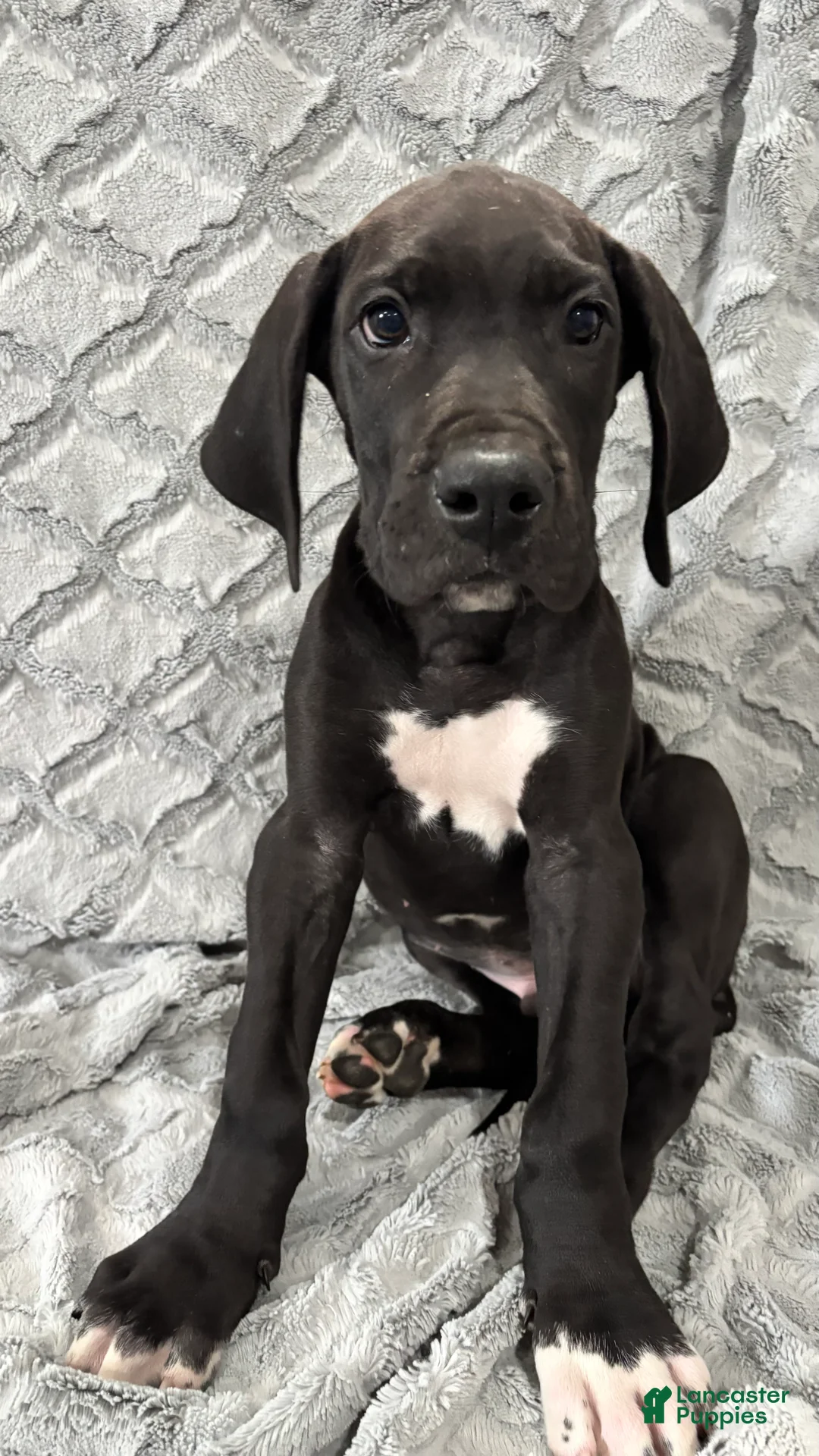 Great Dane dogs for sale: Bagheera - Ad 2