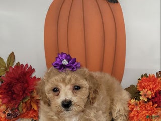 Bichpoo dogs - Ad 26