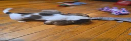 Miniature Dachshund dogs for sale: Grizz - Ad 15