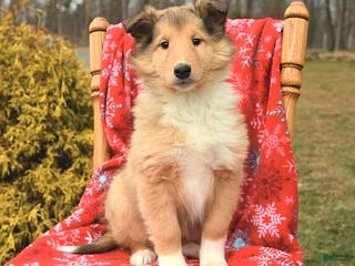 Collie dogs Ivy - Ad 4