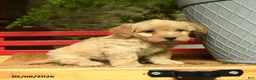 Corgipoo dogs for sale: Ladron - Ad 2
